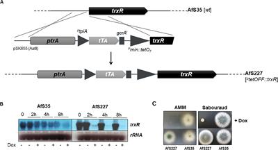 The Essential Thioredoxin Reductase of the Human Pathogenic Mold Aspergillus fumigatus Is a Promising Antifungal Target